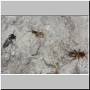 Nomada lathburiana - Wespenbiene 05.jpg